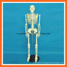 85cm Großes menschliches Skelett-medizinisches Unterrichts-Anatomie-Modell